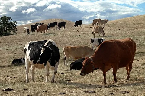 Farm Sanctuary